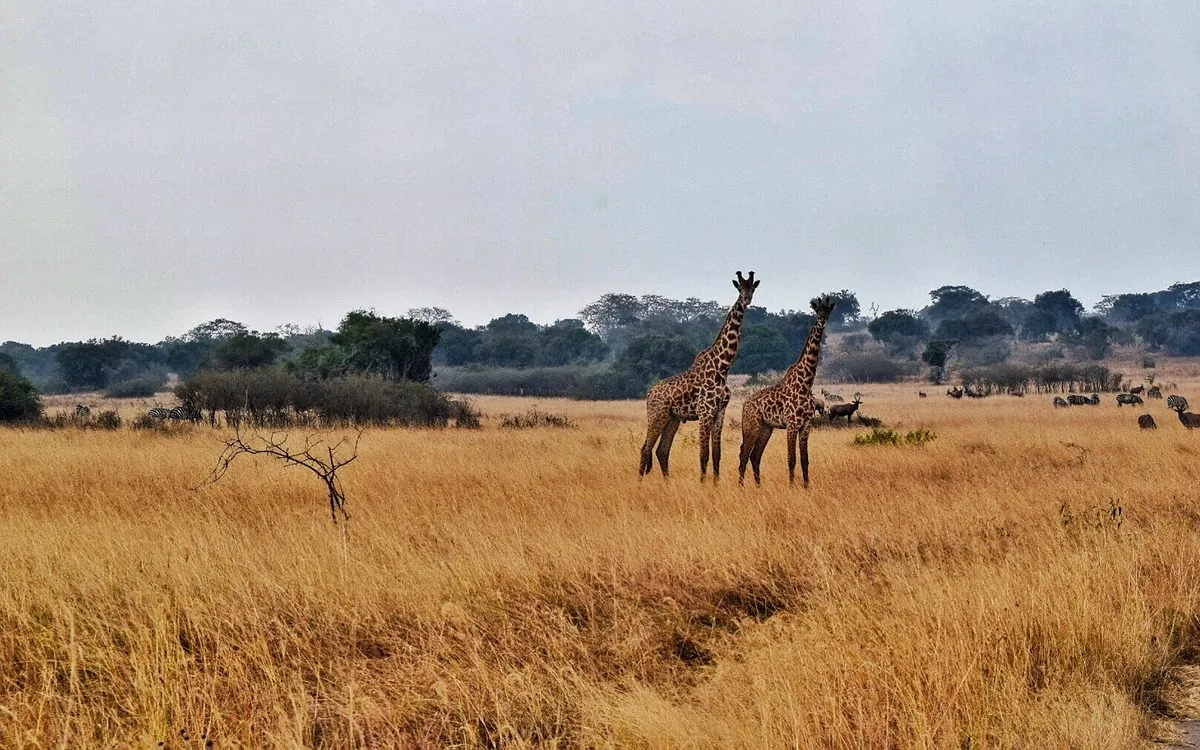 Akagera National Park, Rwanda