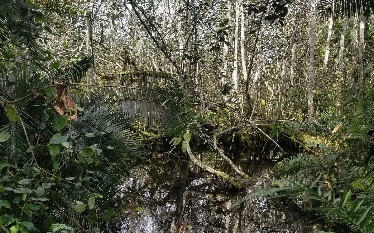 The Bigodi wetland boardwalk