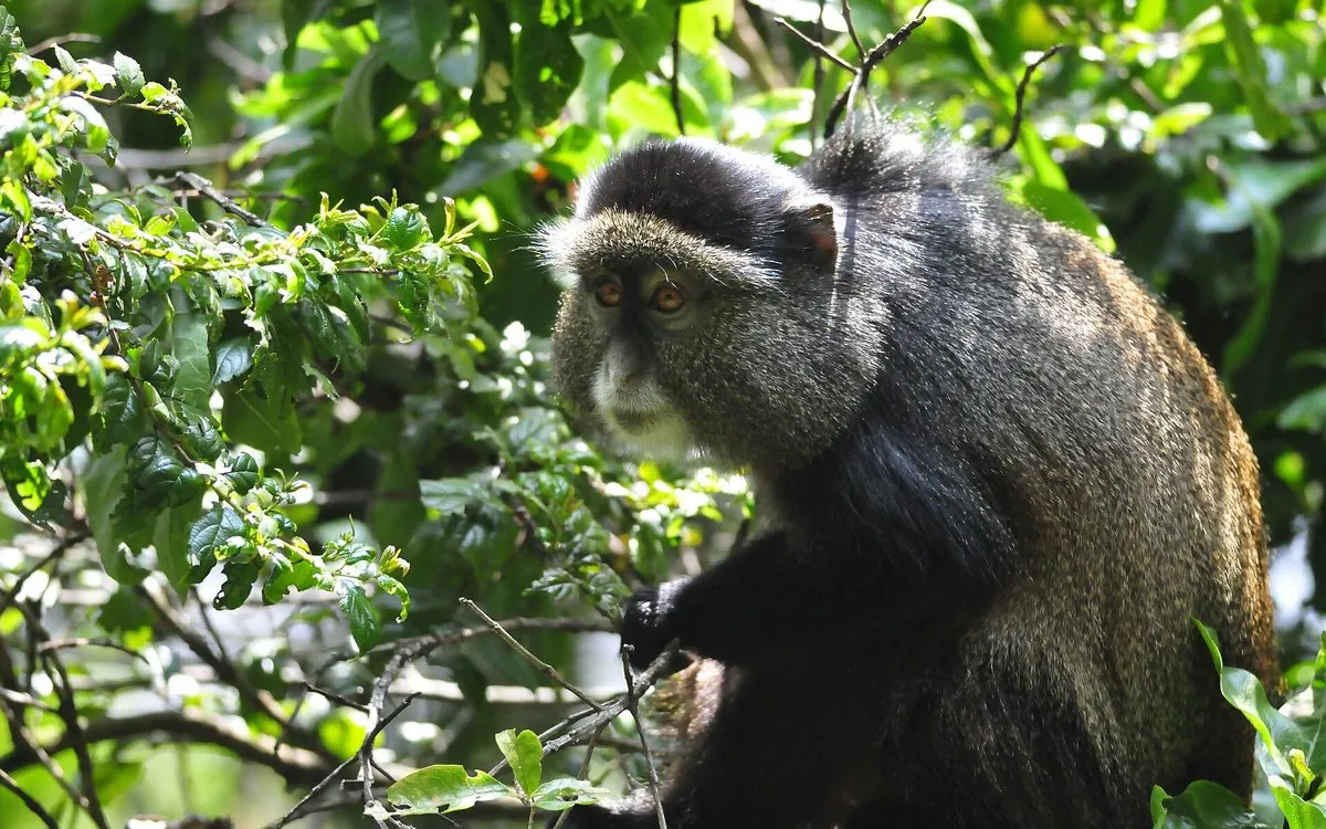 Golden monkey in the Mgahinga forest
