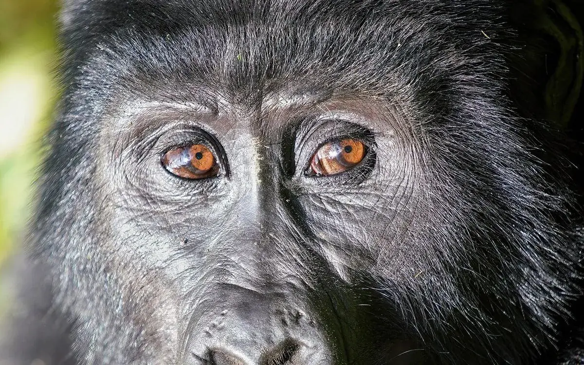 Wildlife, chimps and gorillas.
